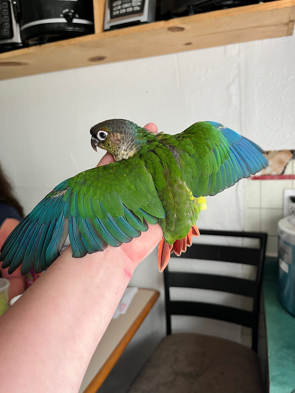 Thumbnail: Green cheek conures!!!!!