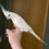 Thumbnail: Whiteface lutino female cockatiel