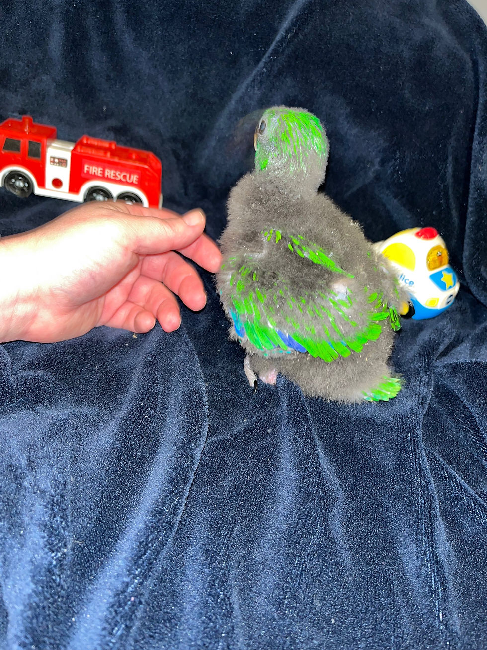 Thumbnail: Male Eclectus baby