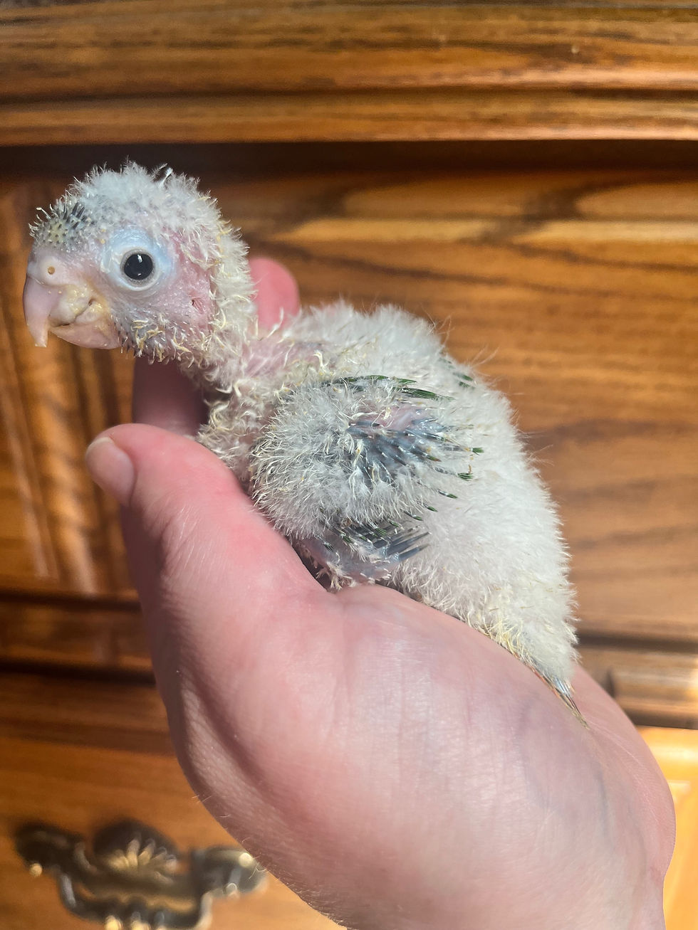Thumbnail: Green cheek conures