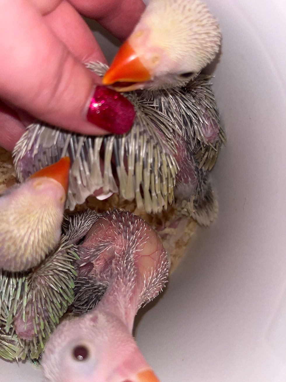 Thumbnail: Cleartail / lacewing Indian ringneck parrots