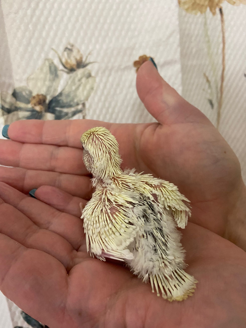 Thumbnail: English budgie parakeets 