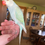 Thumbnail: Turquoise lacewing split cleartail Indian ringneck 