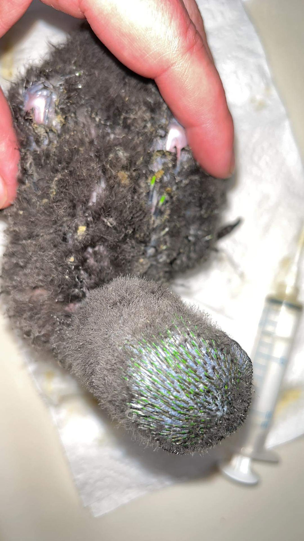 Thumbnail: Solomon island eclectus , male 