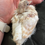 Thumbnail: Ringneck dove 
