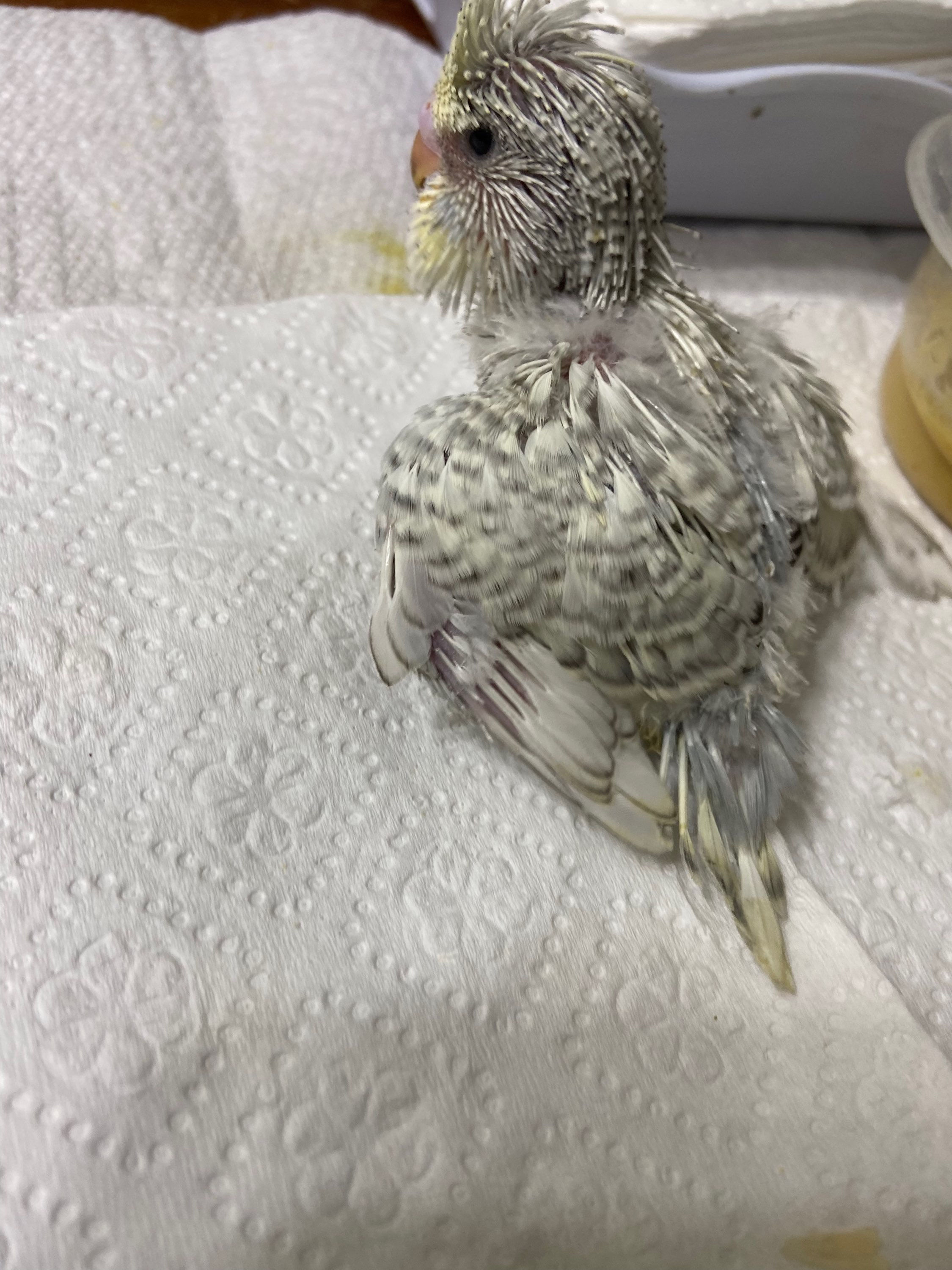 English budgie parakeets 