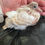 Thumbnail: Ringneck dove 