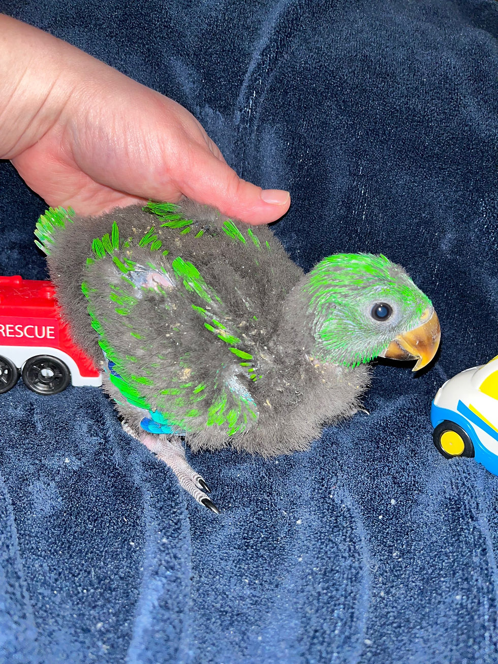 Thumbnail: Male Eclectus baby