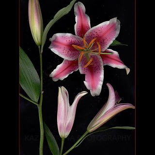 30_Lily_edited.jpg
