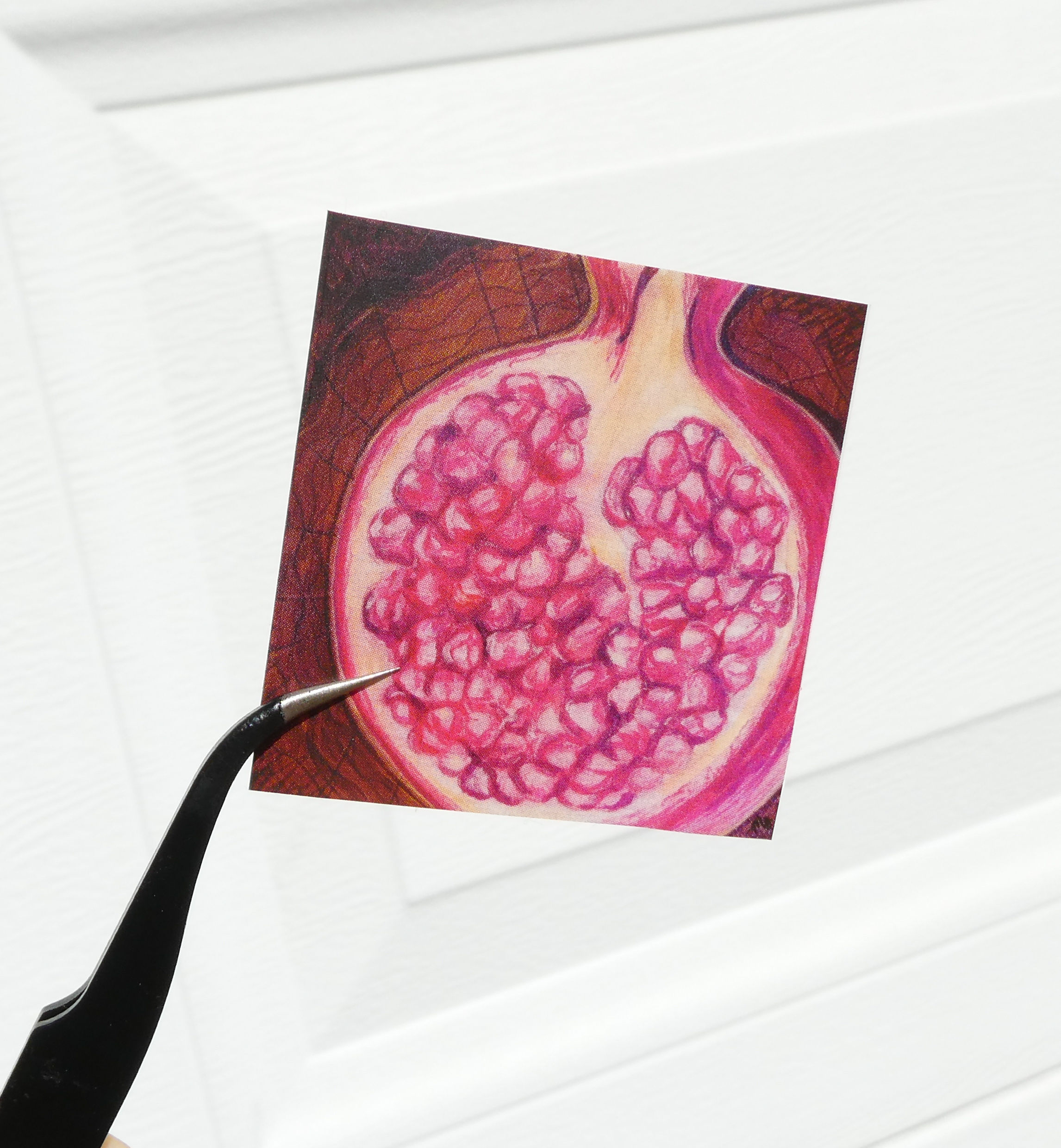 Pomegranate Sticker