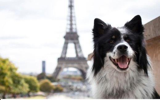 Dog in front of Eiffel Tower during international pet-friendly holiday in Paris
