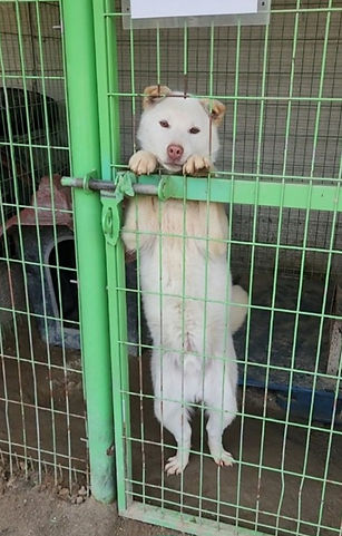 Poor dog locked in cage