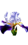Auralis Deliflora_edited_edited.png