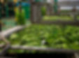 banana-factory-on-la-palma-canary-islands-spain-once-harvested-big-green-bananas-bunches-t