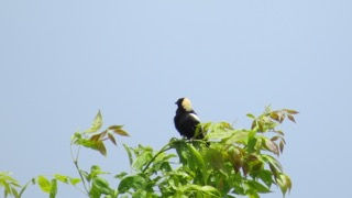 Bobolink