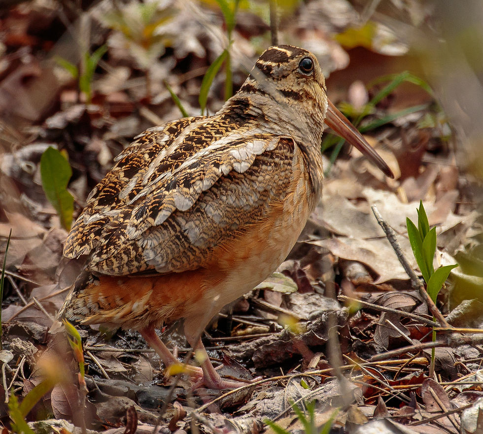 Woodcock