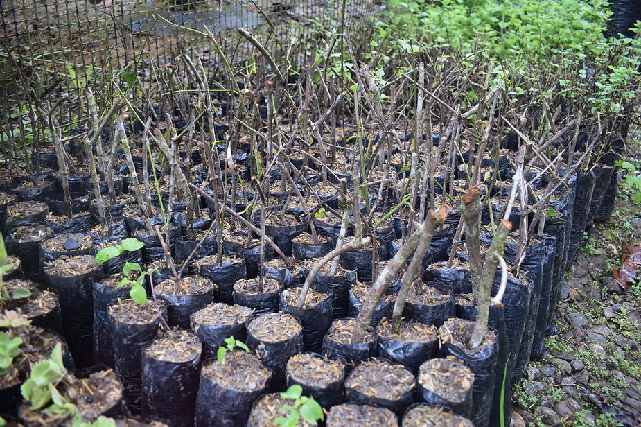 Semillero de esquejes del bejuco sagrado de Yagé. Foto: Paola Jinneth Silva