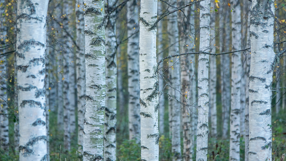 Trees of the West: An Artists Guide