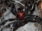 Sydney funnel-web spider (Atrax robustus). Image by Thomas Mesaglio on iNaturalist CC BY 4.0