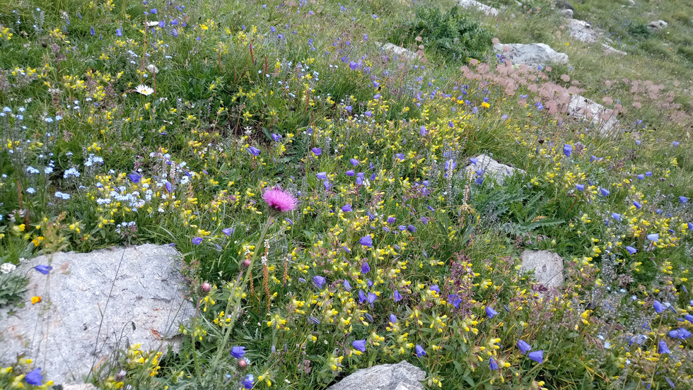 Blumenwiese in den Alpen