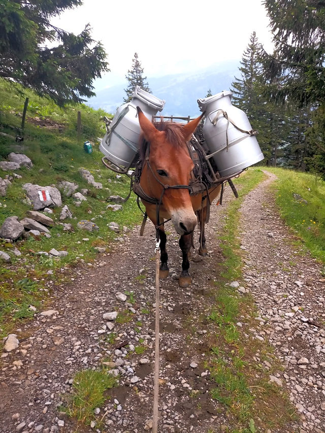 Maulesel mit zwei Silbernen Kessel auf dem Rücken steht auf dem Weg