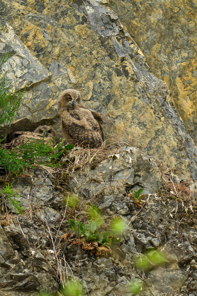 Hibou grand duc d'Europe