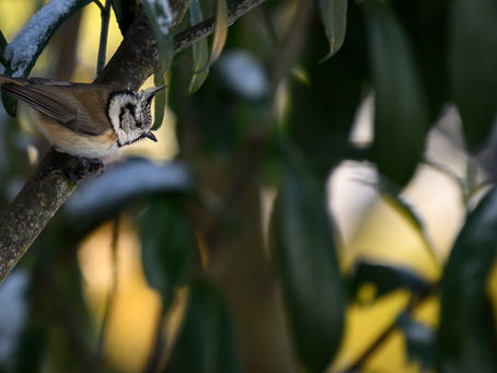 Les rencontres automnale.