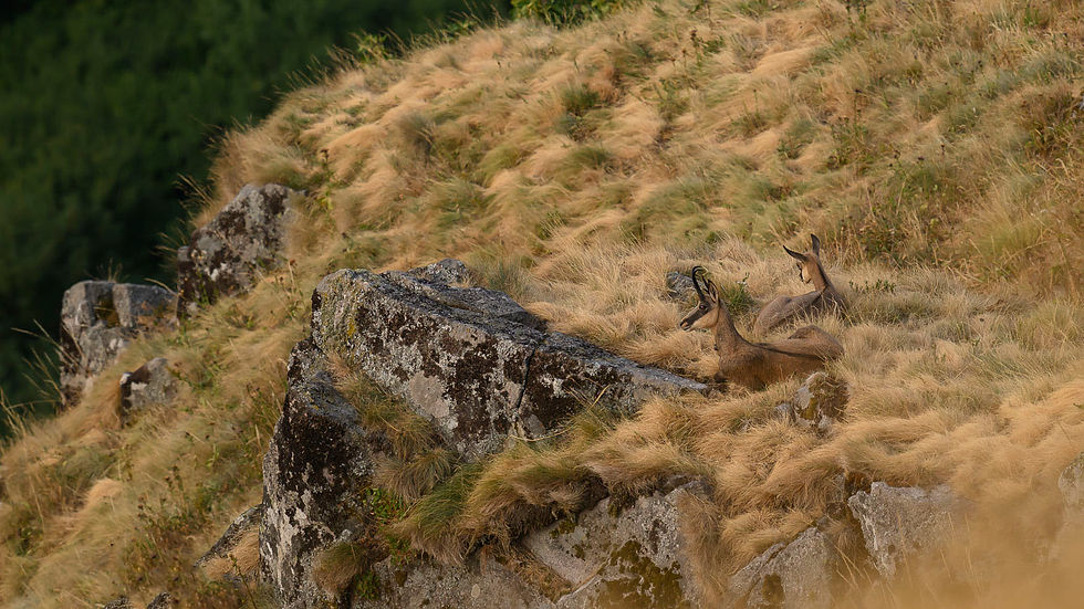 Chamois