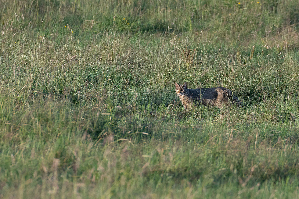 Chat Forestier, Félis silvestris.