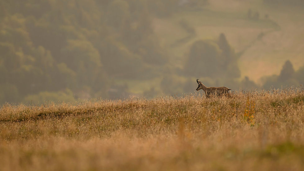 Chamois