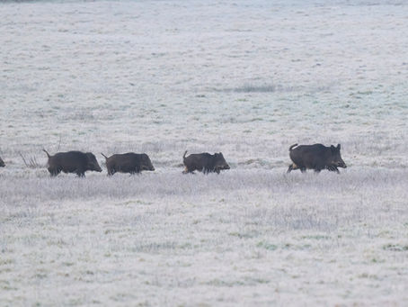 Les balades du week-end.