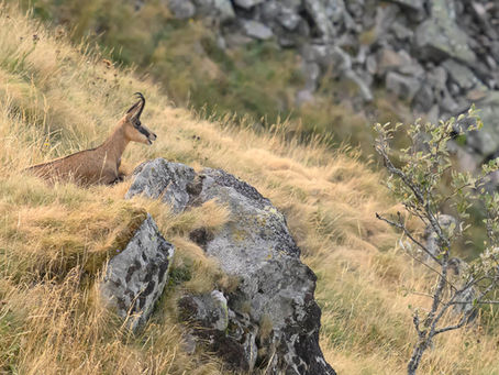 Chamois