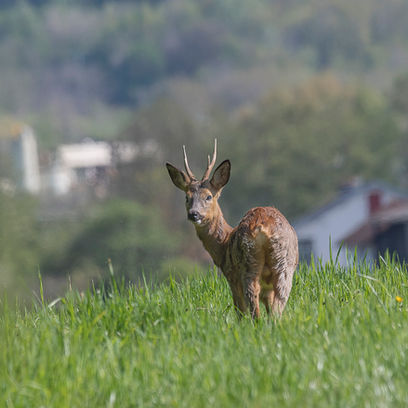 L'approche du Chevreuil.