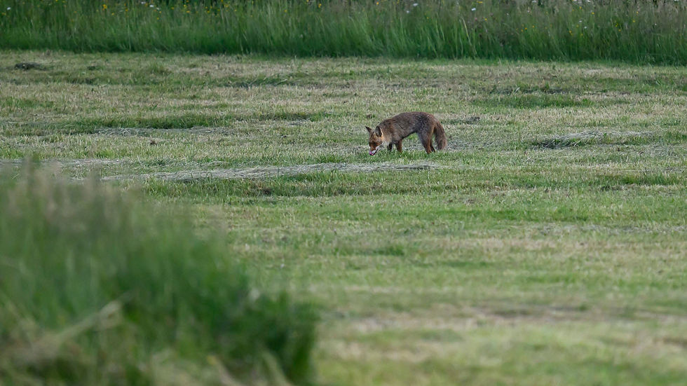Renard