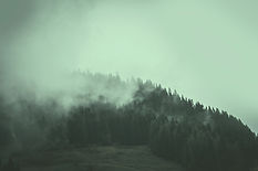 Foggy Forest Hills_edited.jpg