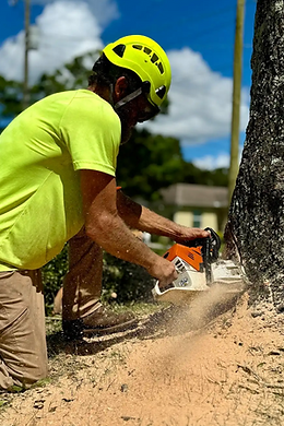 Tree Trimming