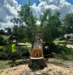 photo of Tree Removal
