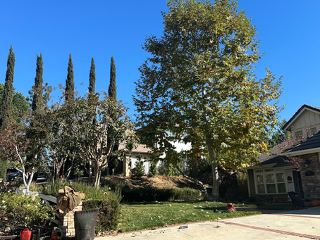 photo of unprepared tree before strong wind happens