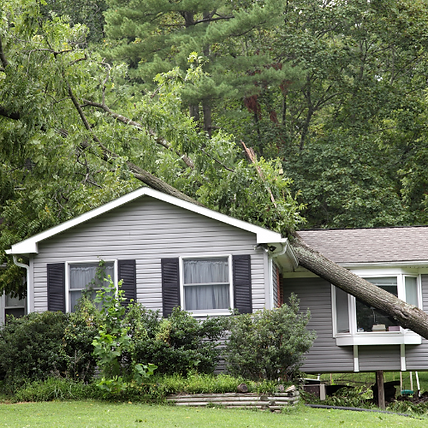 tree falls in house from the storm