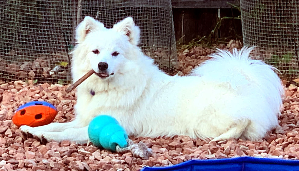 Holly - AKC/UKC