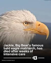 Remembering Jackie: The Bald Eagle Legend 🦅