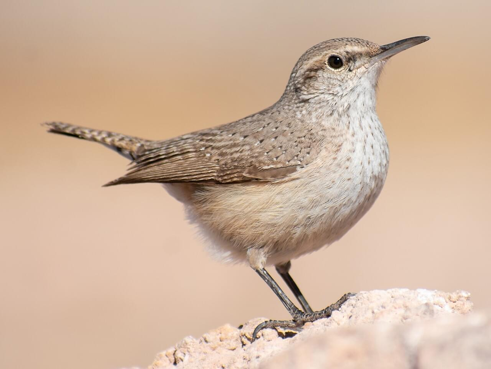 š¦šŖØ Rock Wren: The Bird That Takes "Rock Day" Seriously!