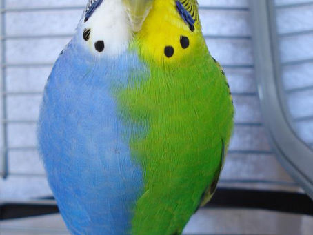 OMG! This Budgie Looks Like AI Glitched IRL 😲🐦Meet the Half-Sided Budgie!