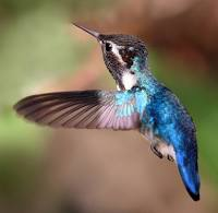 So Tiny You’ll Miss It! 🐦 The Bee Hummingbird