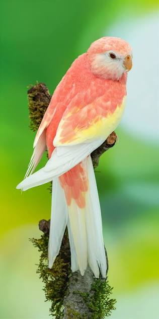 Bourke's Parrot: The Cutest Pink Parrot!