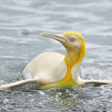 The Golden Penguin: The Rarest Penguin Ever! ✨