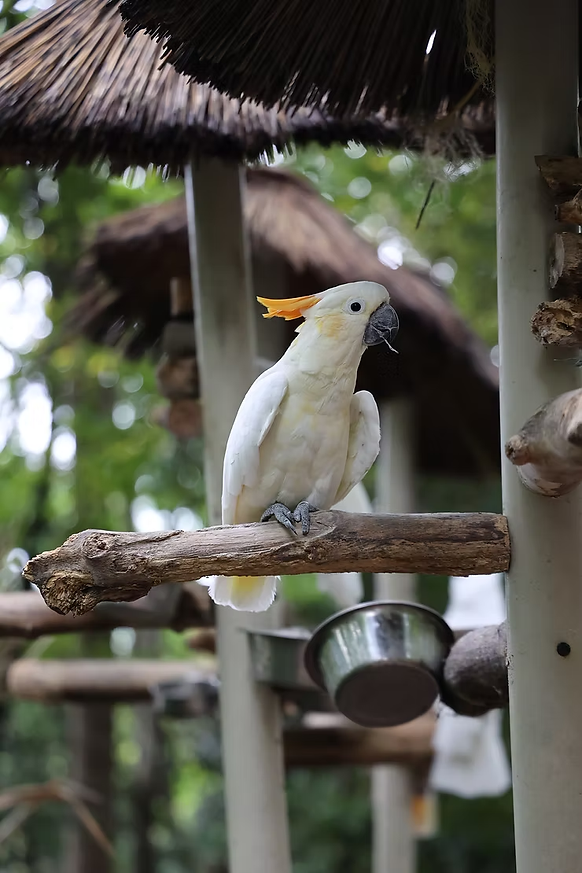 Cockatoo I saw in parrot mountain