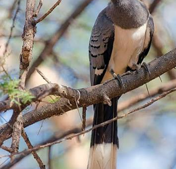 The Bird That Tells Everyone to Go Away! 😂 Meet the White-Bellied Go-Away-Bird