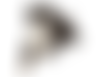 Cão D'água Espanhol