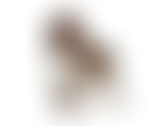 Springer Spaniel Inglês